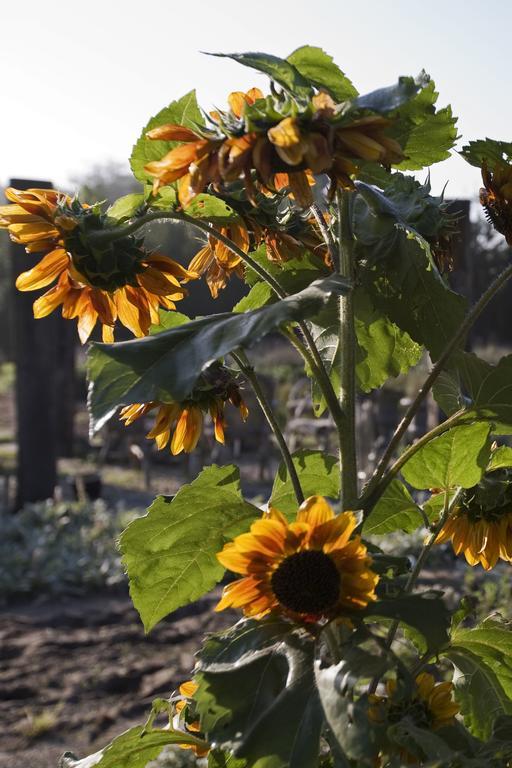 Bloemenboerderij Aperloo Bed and Breakfast Εξωτερικό φωτογραφία